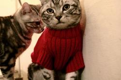 开云体育APP下载-围场双面战，威廉姆斯鏖战阿斯顿马丁，勒克莱尔独舞中游风暴