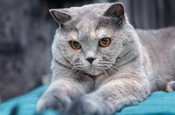 开云体育平台APP-当北欧童话遇上热带奇迹，苏亚雷斯在欧冠的哥斯达黎加时刻