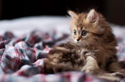 开云sport-德罗赞一记绝杀撕裂长空，当76人单节风暴吞噬辽宁坚韧