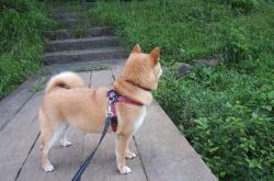 开云体育中国-篮球与赛车的双重奏，杰伦格林助开拓者强压骑士，再统F1街道赛