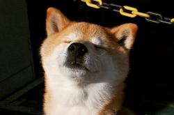 开云体育官网-太阳的攻势足球，德甲争冠启示与凤凰城的一波流艺术