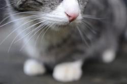 开云体育登录-新神登基夜，旧王未退位，文班亚马的41分盛宴与勇士0.2秒的冷血回击