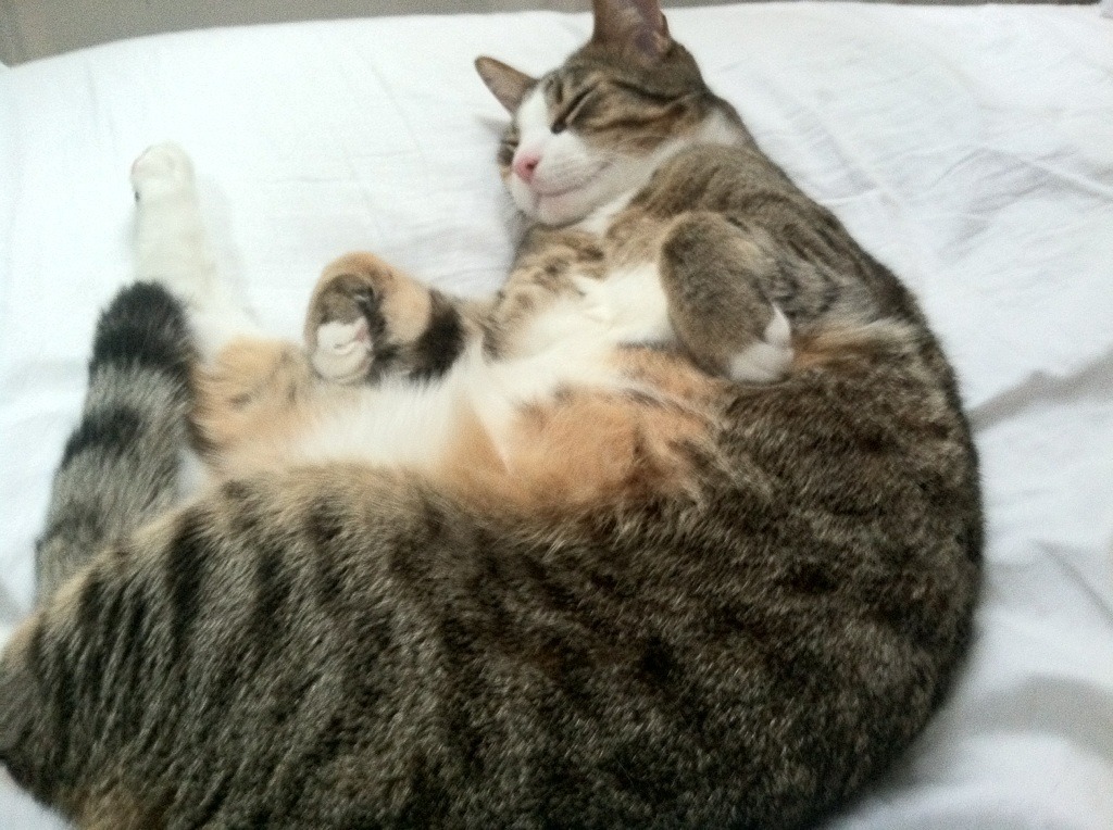 东方巨龙吞噬高原雄狮，江苏跨洋友谊赛击败掘金，米切尔50分演出照亮篮球真谛