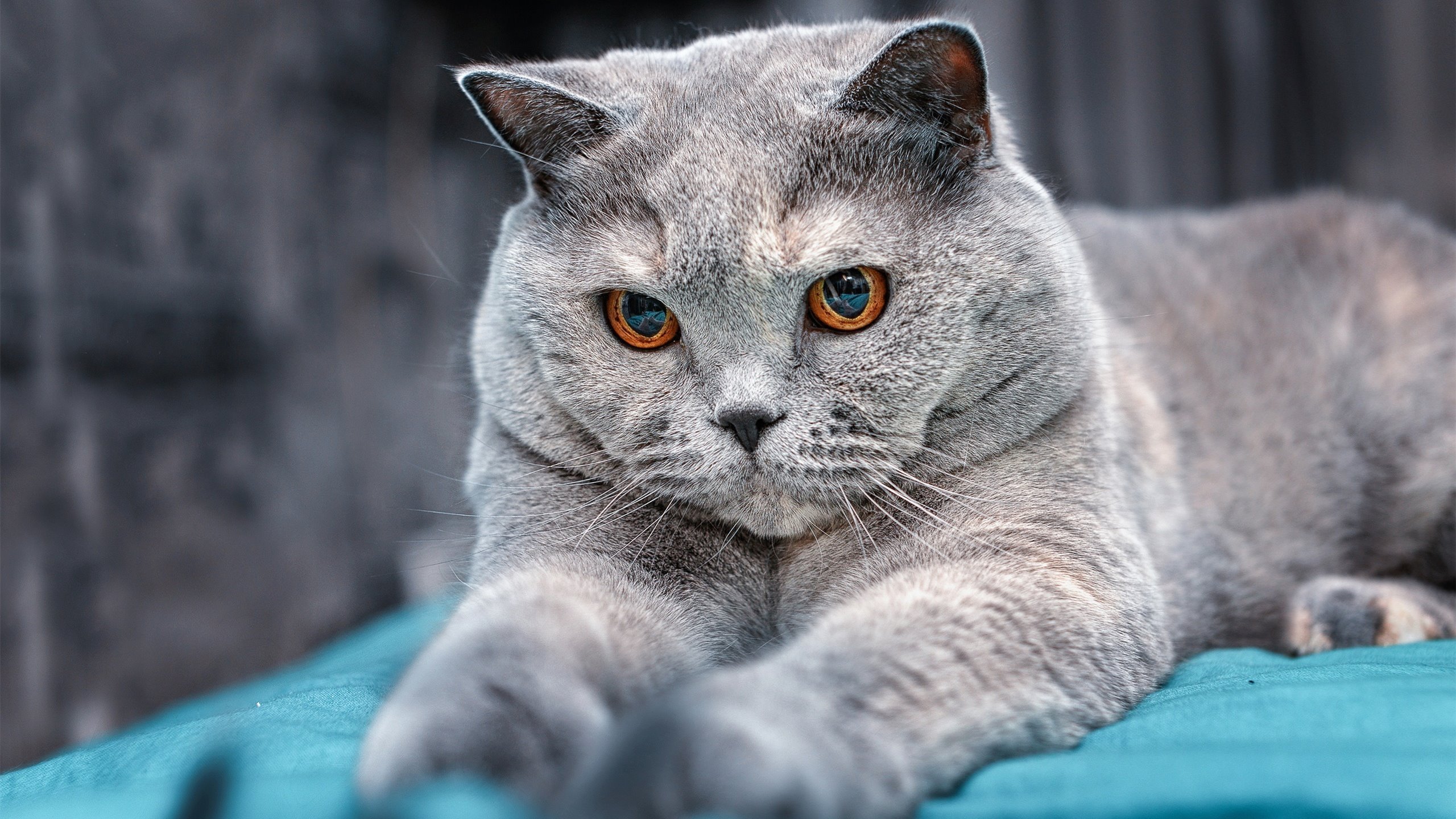 破壁,东方屏障下的高光时刻—韩国队完胜法国,梁靖崑闪耀全场