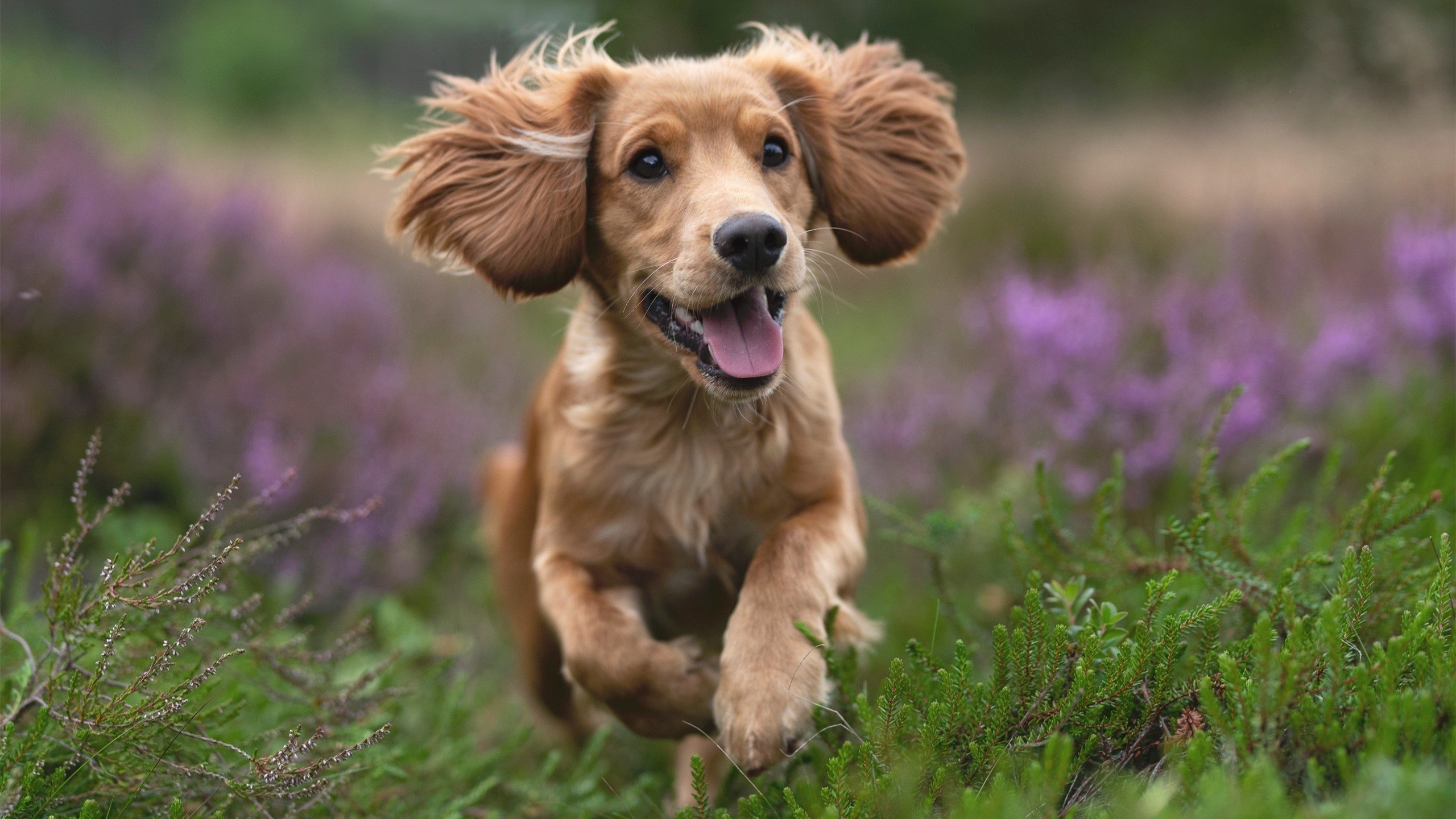 神奇四分钟!卡拉斯科末节独揽14分,委内瑞拉掀翻欧洲豪门荷兰