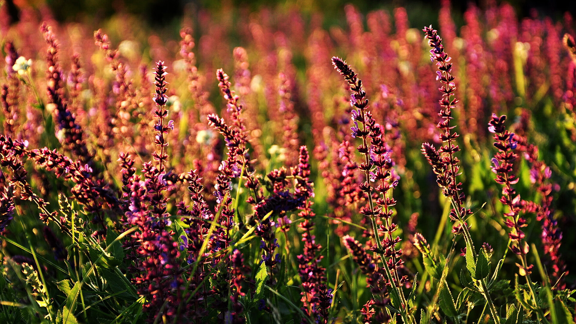 当NBA总决赛的唯一主角是裁判,蒂亚戈在0.7秒内完成的无声证词