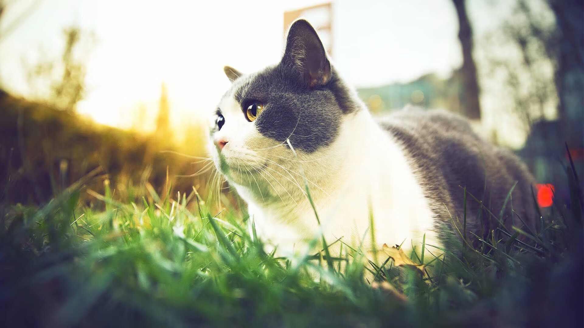 NBA史上最冷血的封喉者!他让死神与萌神都成配角