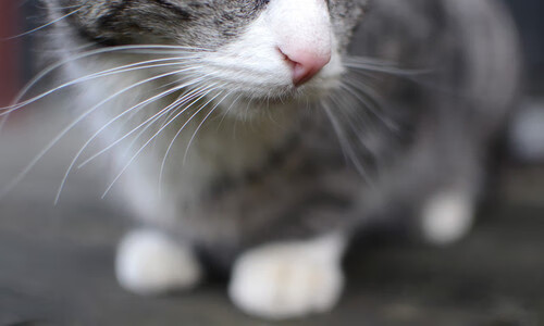 戈麦斯，撕裂钢铁森林的致命锋刃—中国加时逆转加拿大之战