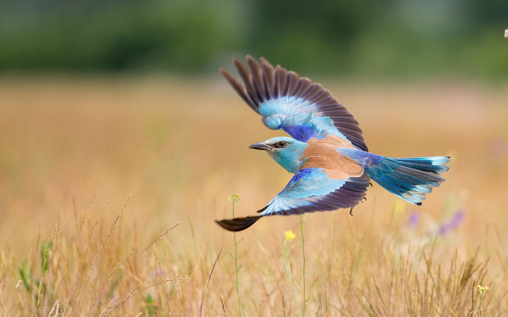 天平两端,格纳布里的永恒刻度与克罗地亚的制胜砝码