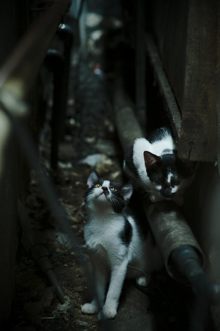 天平两端,格纳布里的永恒刻度与克罗地亚的制胜砝码