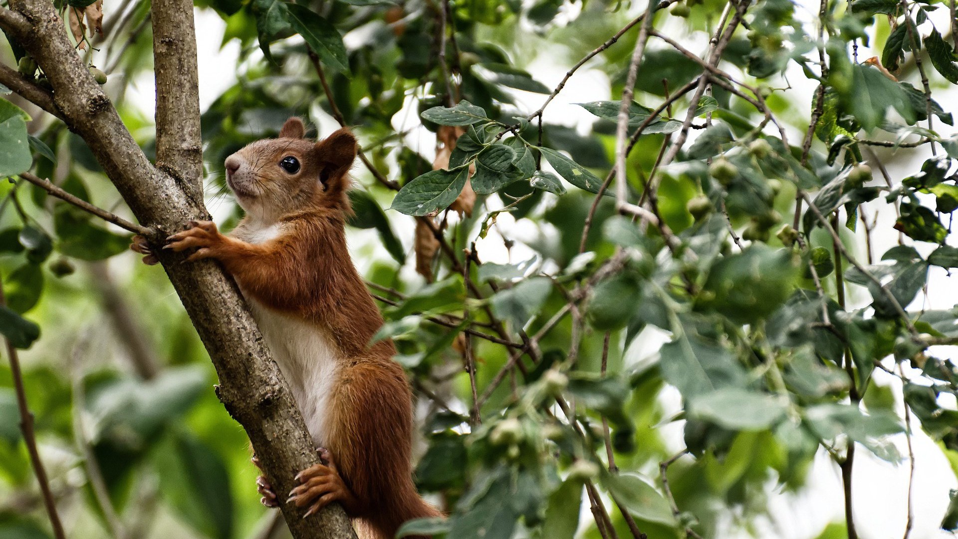 硬仗与主宰,马赛欧战告捷,楚阿梅尼关键战接管东决
