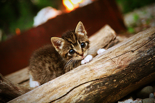 步行者车轮战术碾碎森林狼,字母哥冷兵器之王终结悬念