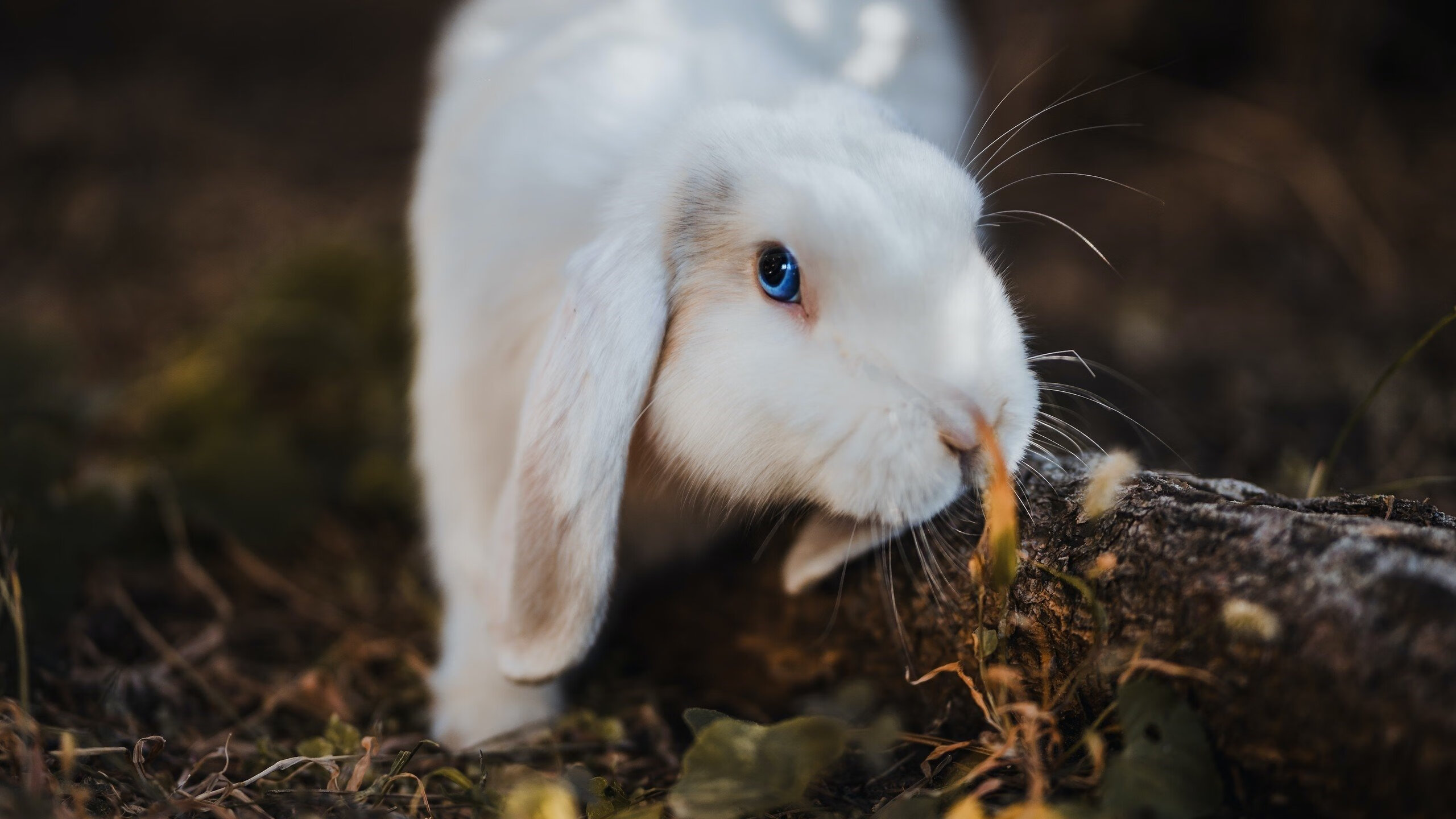 双重火焰,广东队战术的燎原之势与詹姆斯的个人熔炉