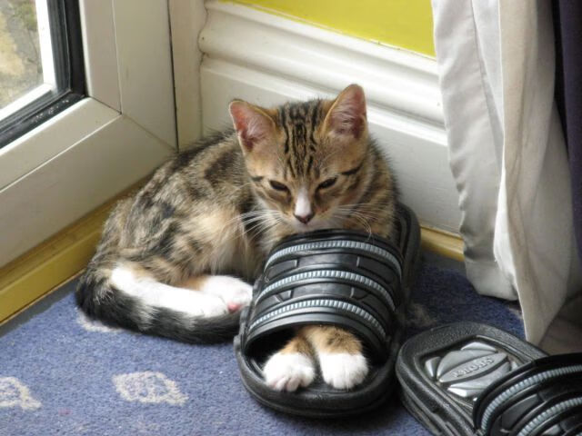 亚特兰大粉碎阿根廷神话，阿坎吉关键先生铸就经典